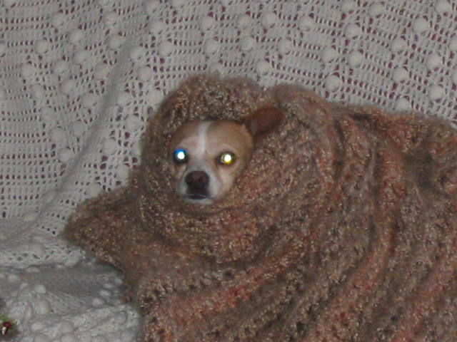 2004 1224 SnuggleDaisy