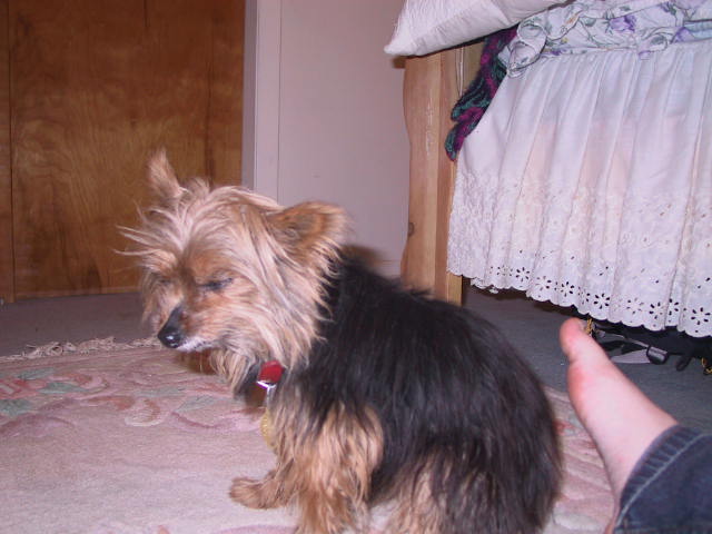 2004 0302ChineseMuff