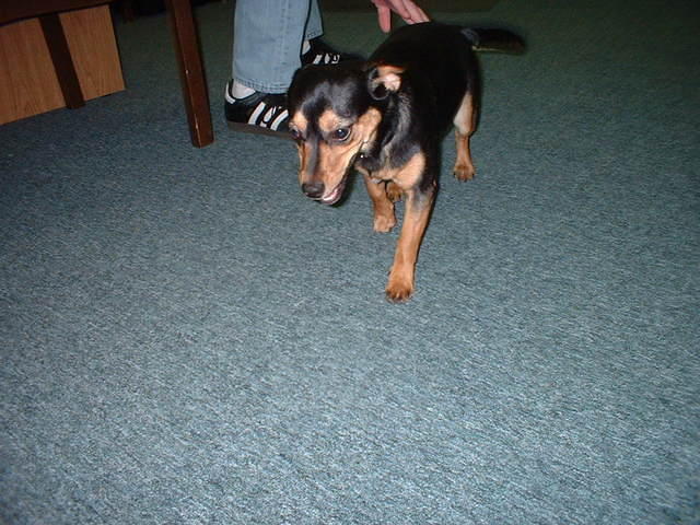 2004 0303SheebsOnThePrawl