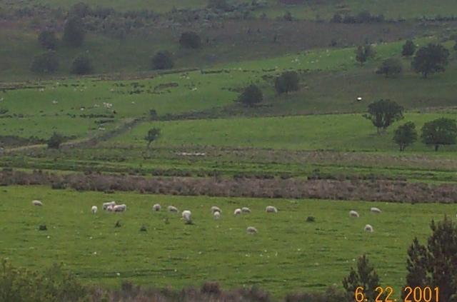 grouse and trout sheeps close