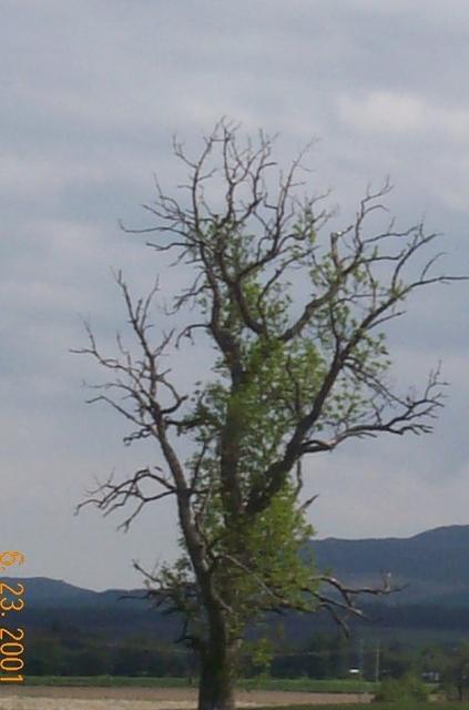grouse osprey tree