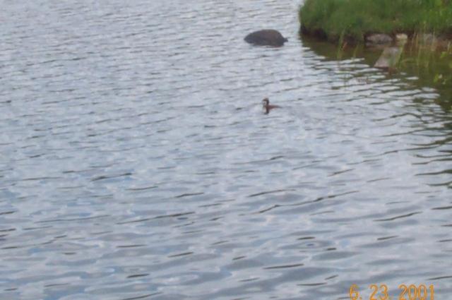 slovonian grebe II