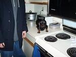 Dogs_010.jpg