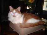 2006_0910StettoInABox.JPG