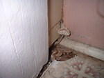2006_1011YesWeGrewAShroomFromOurBathroomWall.JPG
