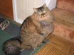 2006_1121Gracie.JPG