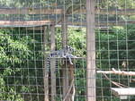 2006_0819Lemurs.JPG