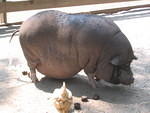 2006_0819OrvilleTheBIGPig.JPG