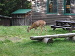 2009_0915DeerAtJohnsBrookRangerLodge1.JPG
