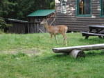 2009_0915DeerAtJohnsBrookRangerLodge2.JPG