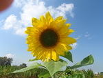 2009_1004SunFlower2.JPG