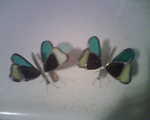 2009_1114TwinButterflies.jpg
