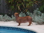 2009_1123Weenie1.JPG