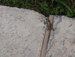 2009_1124LizzardsEverywhere.JPG