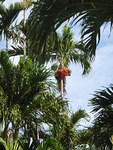 2009_1124PalmTreesWithBerries.JPG