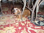 2009_1128Weenie2.JPG