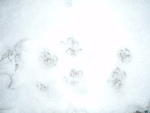 2009_0301PussyCatFeetInSnow.jpg