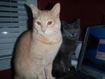 2009_0314MyHomeworkStalkers.JPG