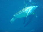 2009_0708GrouchyOldTurtle.JPG