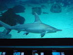 2009_0708HammerHead.JPG