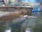 2009_0708Hippos.JPG