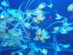 2009_0708JellyFish.JPG