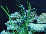 2009_0708Seahorses.JPG