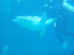 2009_0708TurtleBitingDiver.JPG