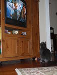 2009_0104HeActuallyWatchesTV.JPG