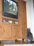 2009_0104TVKitty.JPG