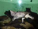 2009_0108CoolTurtle.JPG