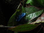2009_0108Frog.JPG