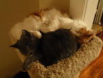 2009_0115SnuggleBuddies.jpg