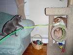 2009_0127ThreeCatsOneToy.jpg
