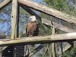 2010_0321Eagle.JPG