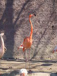 2010_0321Flamingo.JPG
