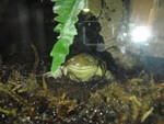 2010_0321Frogs1.JPG