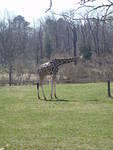 2010_0321Giraffe.JPG