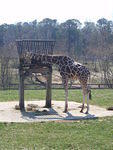 2010_0321GiraffeEating.JPG
