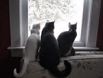 2010_0226Bonding.JPG