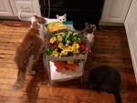 2011-01-02 KittiesCheckingOutTheSpoilsOfBabyShower3.jpg