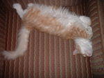 2003_0126PretzelKitty