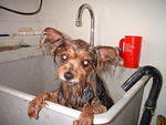 2002_0531PitifulMuffy