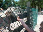 2002_0608KellyFeedingSheep