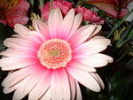 2002_0723MyFavoriteFlower