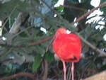 2004 1007 BirdsInRainforest