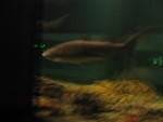 2004 1007 BlurryShark