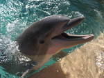 2004 1119 Flipper