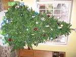xmas06 013.jpg