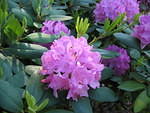 Rhododendrons outside the front door